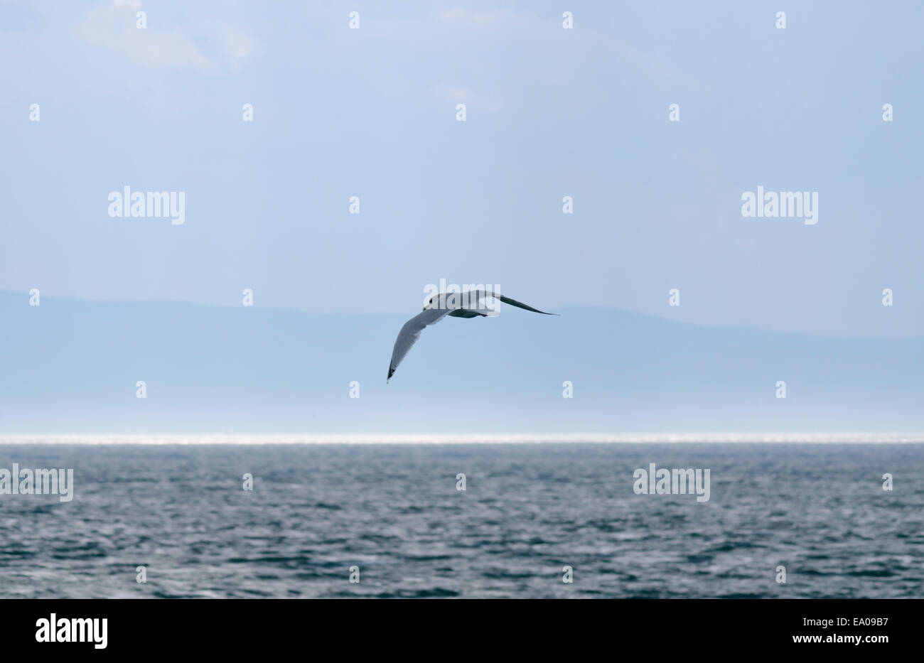 Möve auf dunklen Himmel über dem Wasser des St.-Lorenz-Strom Stockfoto