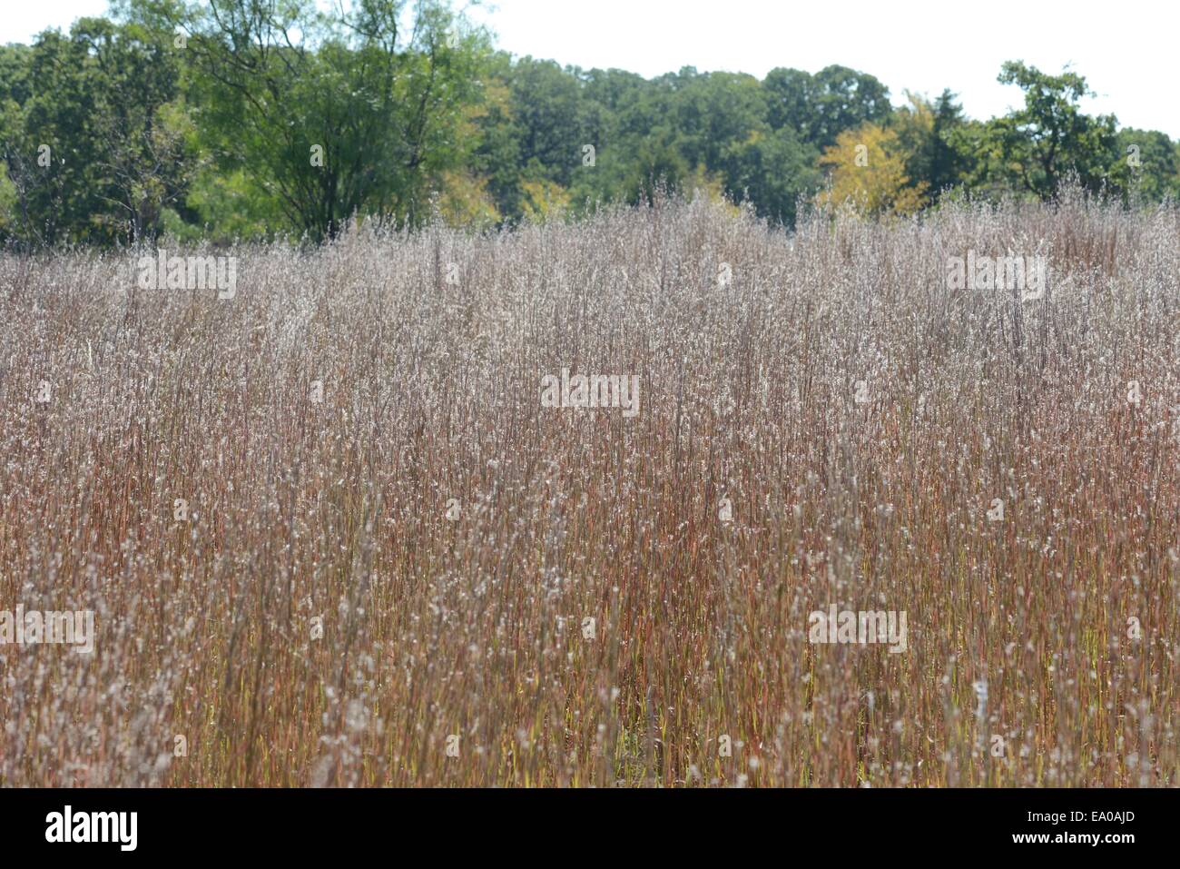 Steppengras, kleine blaue Stem Stockfoto