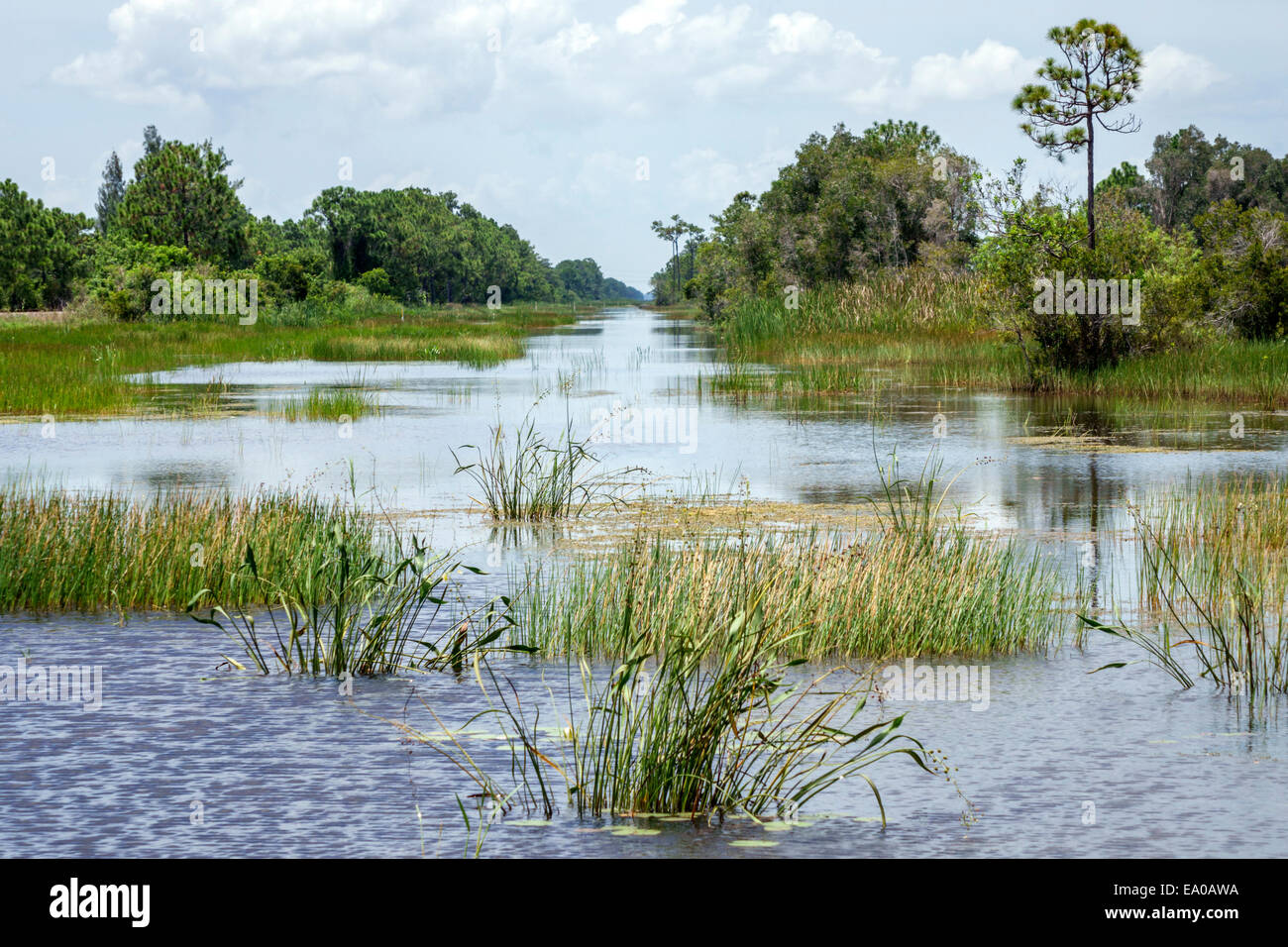 Florida Jupiter, Loxahatchee Slough Naturgebiet, Wasser, nasse Prärie, Kiefer, Natur, Natur, Landschaft, FL140803005 Stockfoto