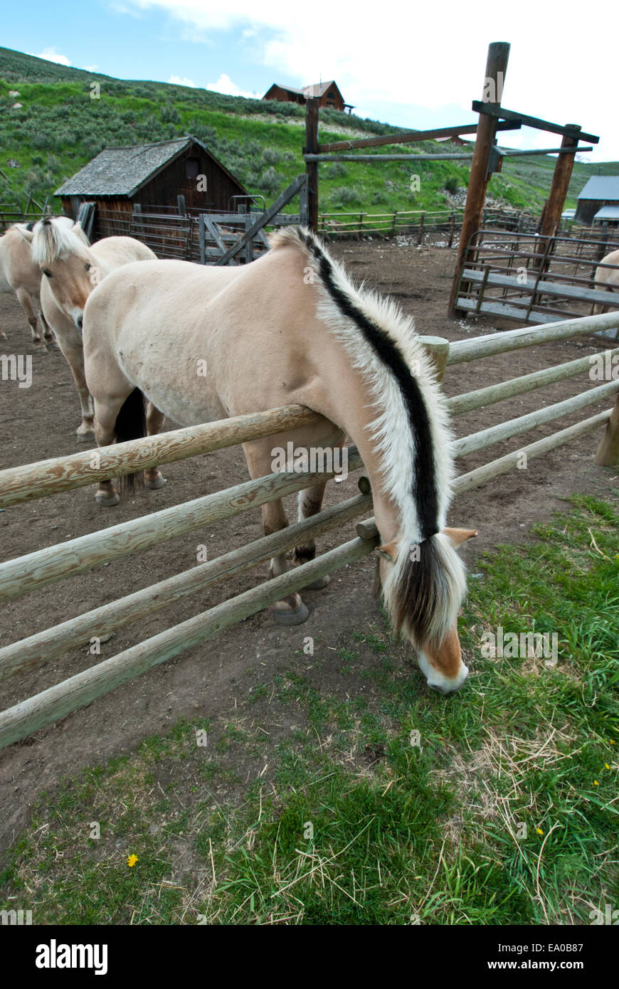 Norwegischer Fjord Pferd grasen auf der Ranch in Montana SW Stockfoto