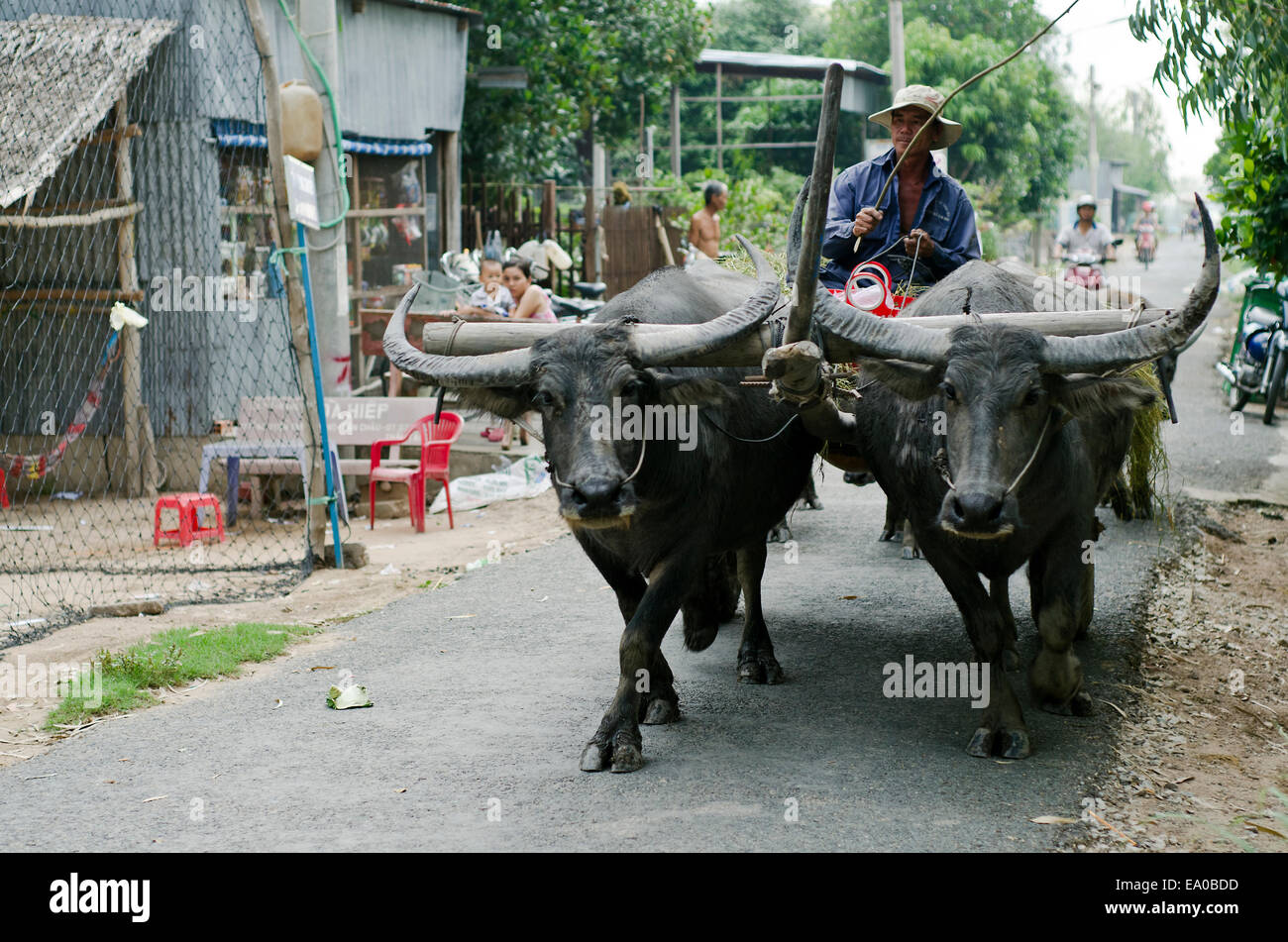 Wasserbüffel Warenkorb, Mekong-Delta, Vietnam Stockfoto