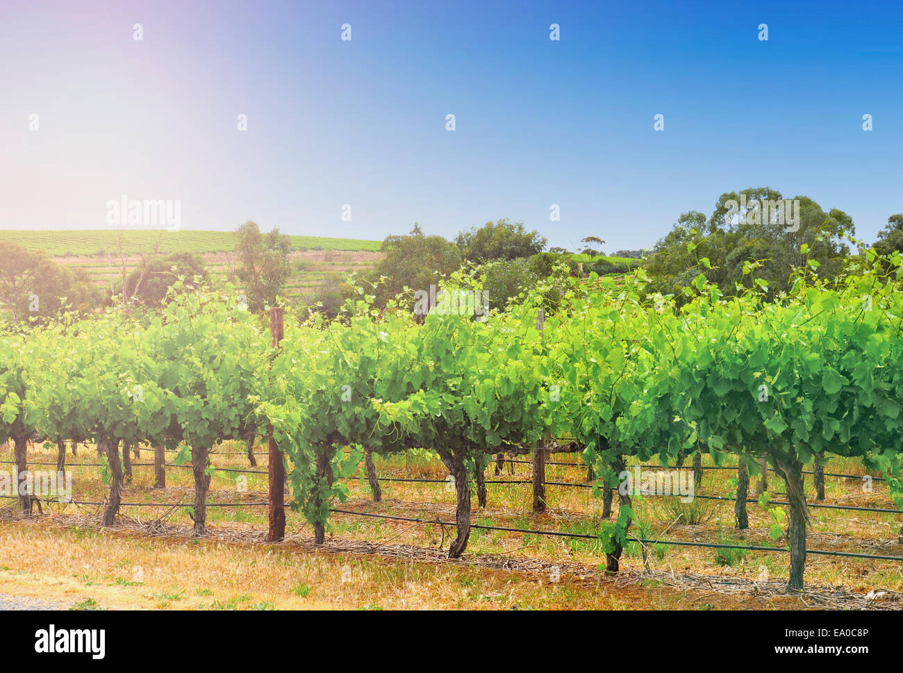 Reihen von Weinreben an Australiens wichtigste Weinanbaugebiet Weingut in McLaren Vale, Fleurieu Peninsula, South Australia genommen. Stockfoto