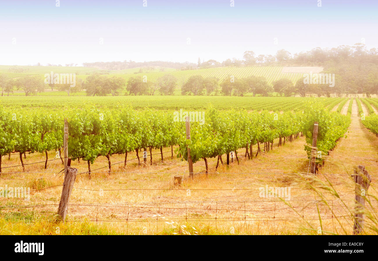 Reihen von Weinreben an Australiens wichtigste Weinanbaugebiet Weingut in McLaren Vale, Fleurieu Peninsula, South Australia genommen. Stockfoto