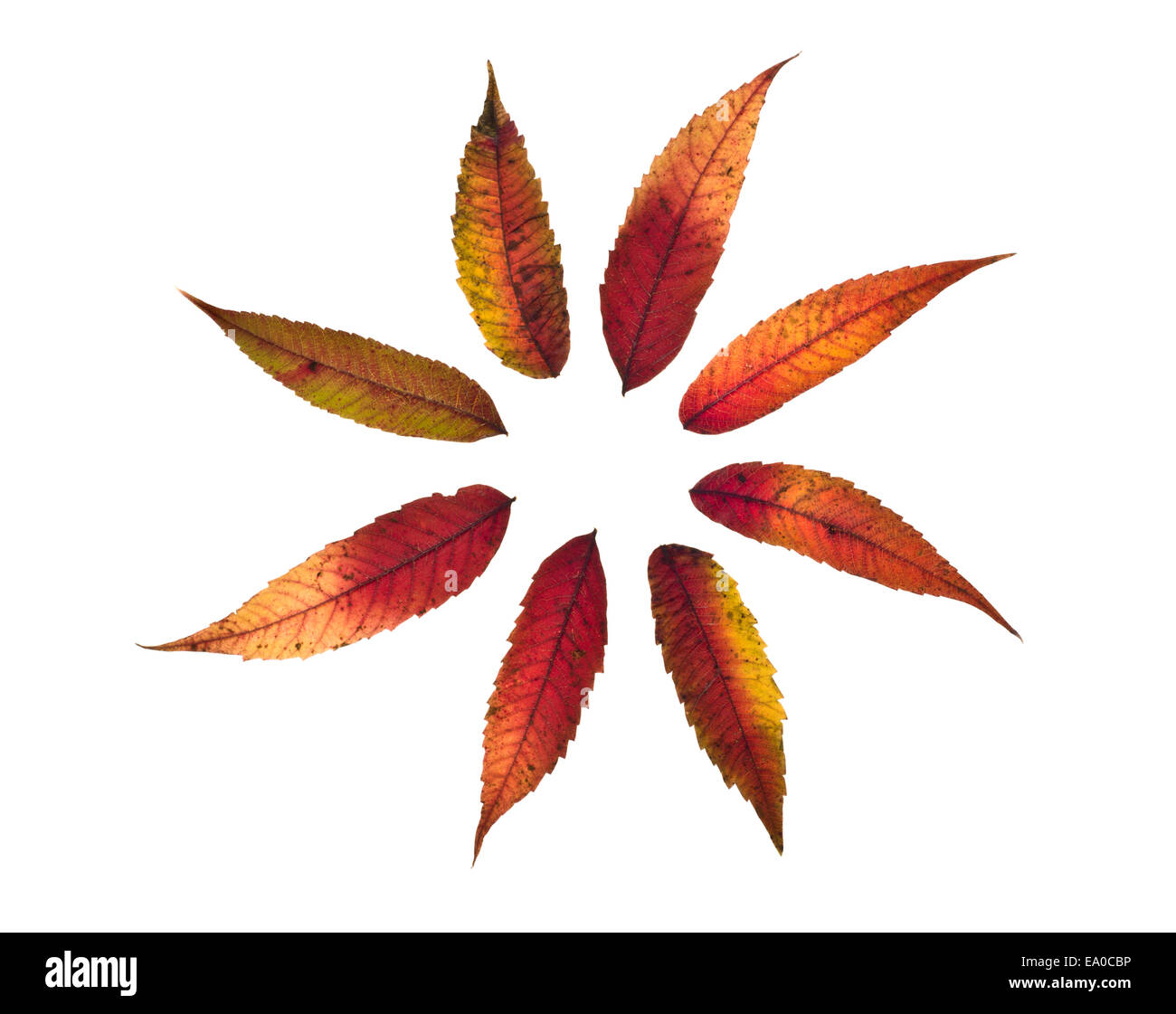 Herbst-Sumach-Blätter in einem Kreis von acht isoliert auf weiss angeordnet Stockfoto Herbst-Sumach-Blätter in einem Kreis von acht isoliert auf weiss angeordnet Stockfoto