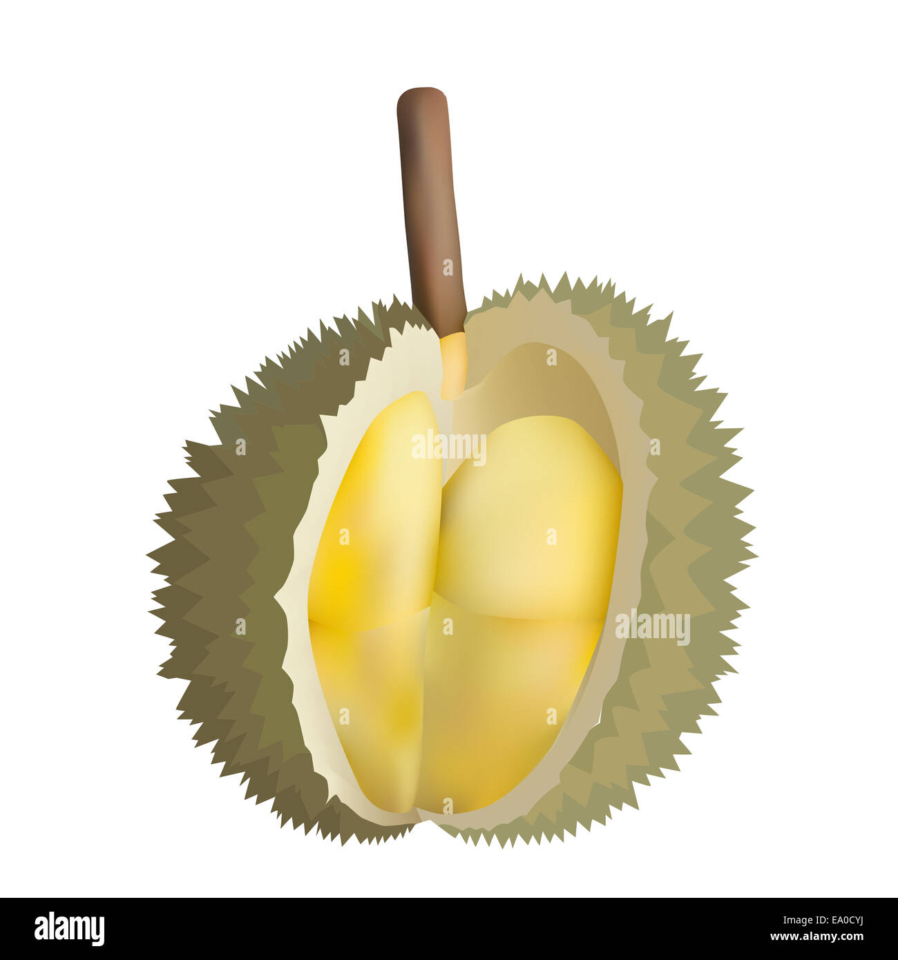 Illustration der geschälte Durian König der Früchte, die isoliert auf weißem Hintergrund Stockfoto