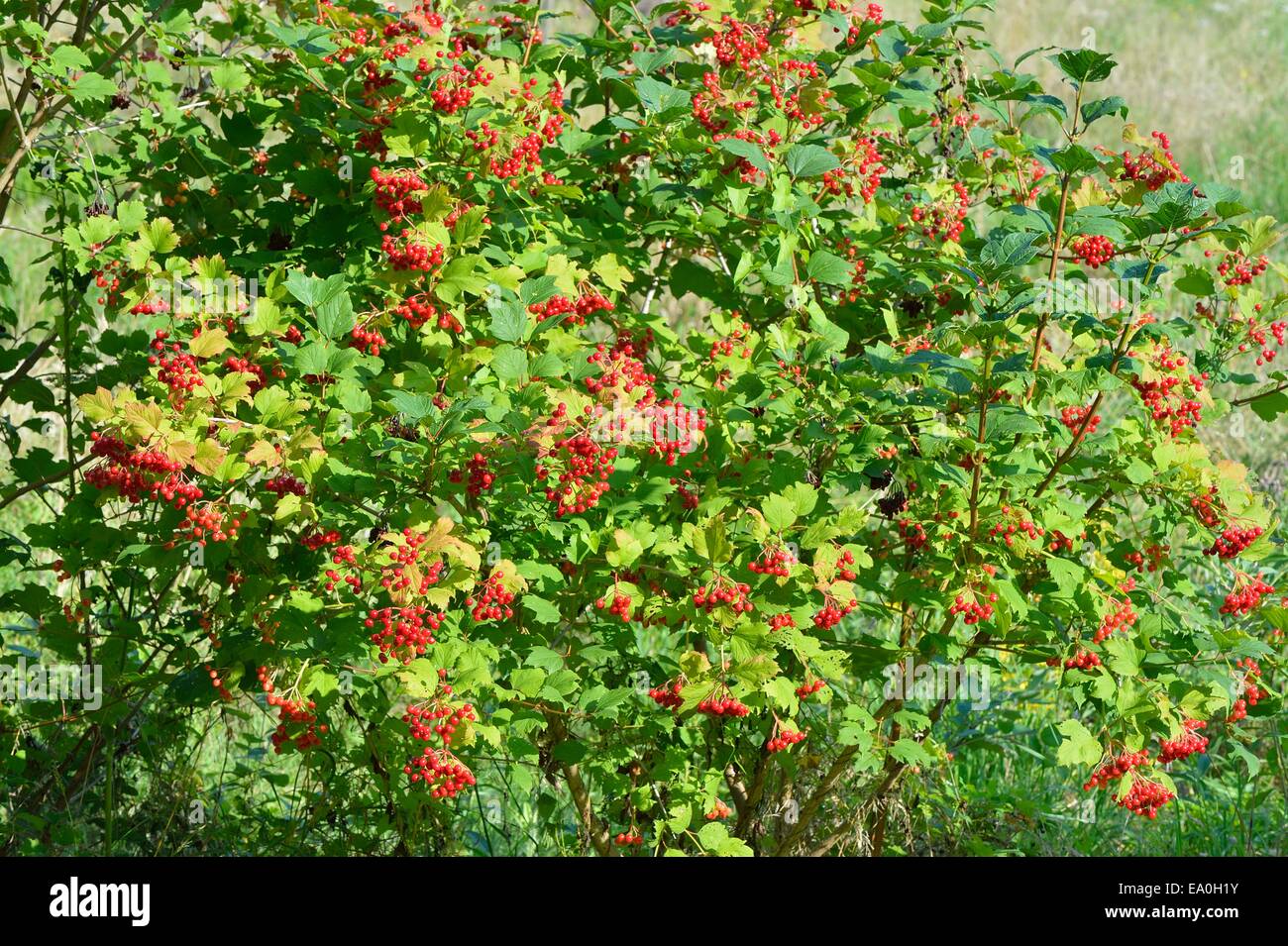 Europäische Cranberry Bush - Europäische Snowball Baum - Guelder Rose - Wasser Elder - Cramp Bark (Vibernum Opulus) Beeren im Sommer Stockfoto