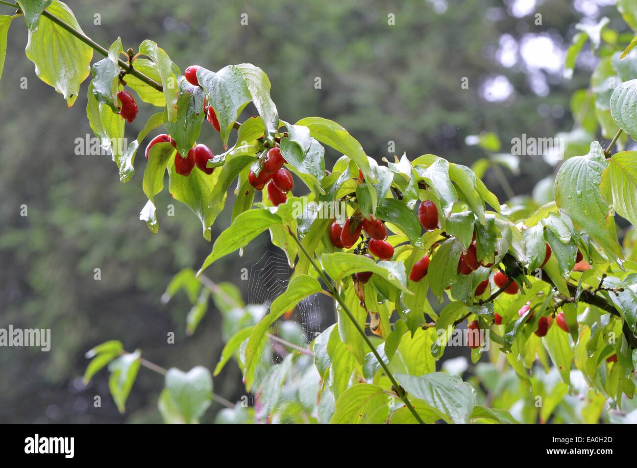 Cornelian Cherry (Cornus Mas) in Früchten im Sommer Stockfoto