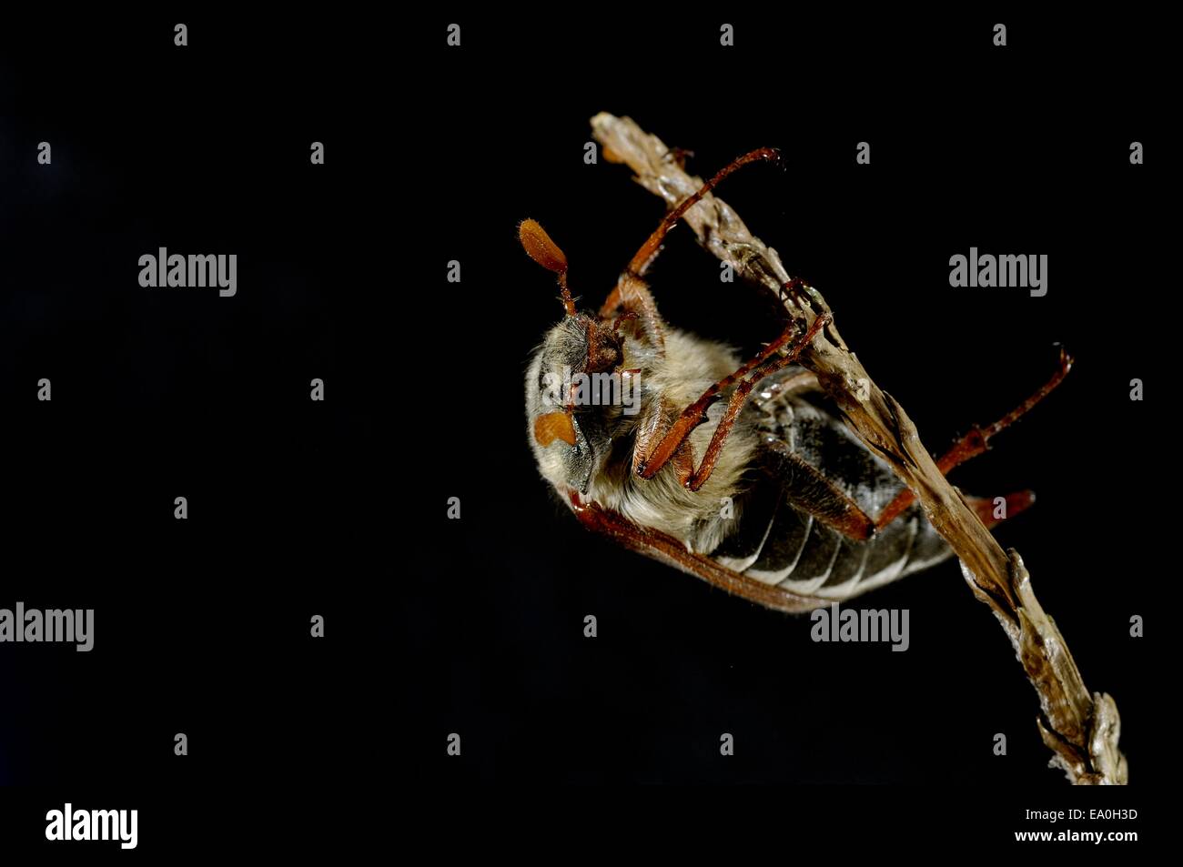 Gemeinsame Cockchaffer - Mai Bug (Melolontha Melolontha) in der Nacht Stockfoto