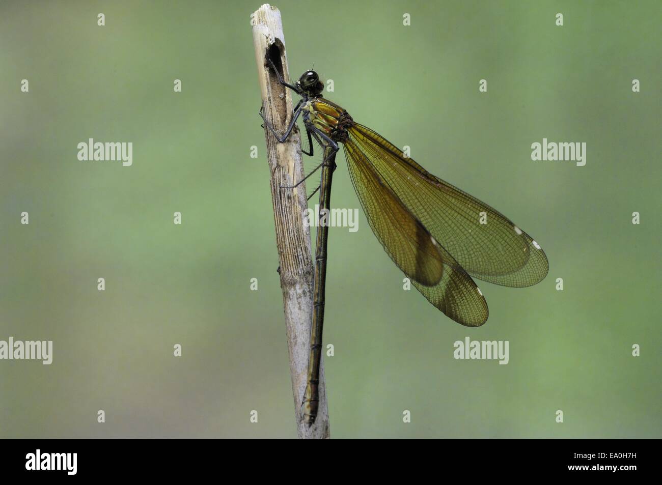 Westlichen Demoiselle - Yellow-tailed Prachtlibelle (Calopteryx Xanthostoma) im Sommer Stockfoto