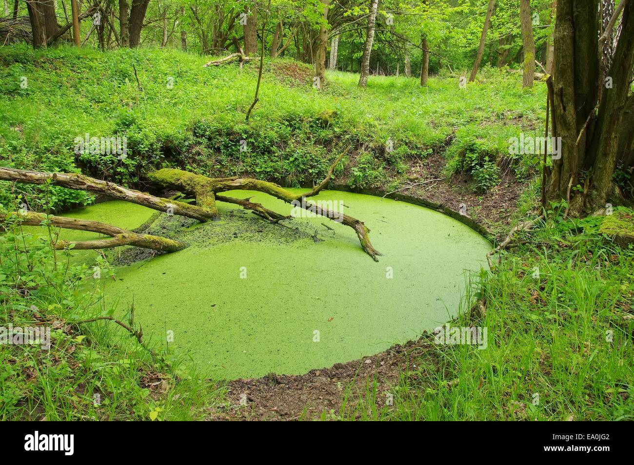 Teich Teich 01 Stockfotografie Alamy