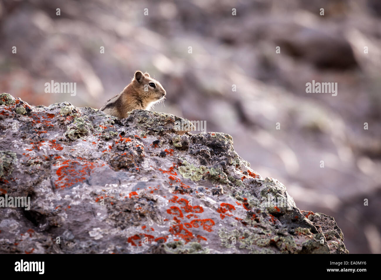 Streifenhörnchen in Banff Nationalpark, Alberta, Kanada, Nordamerika. Stockfoto