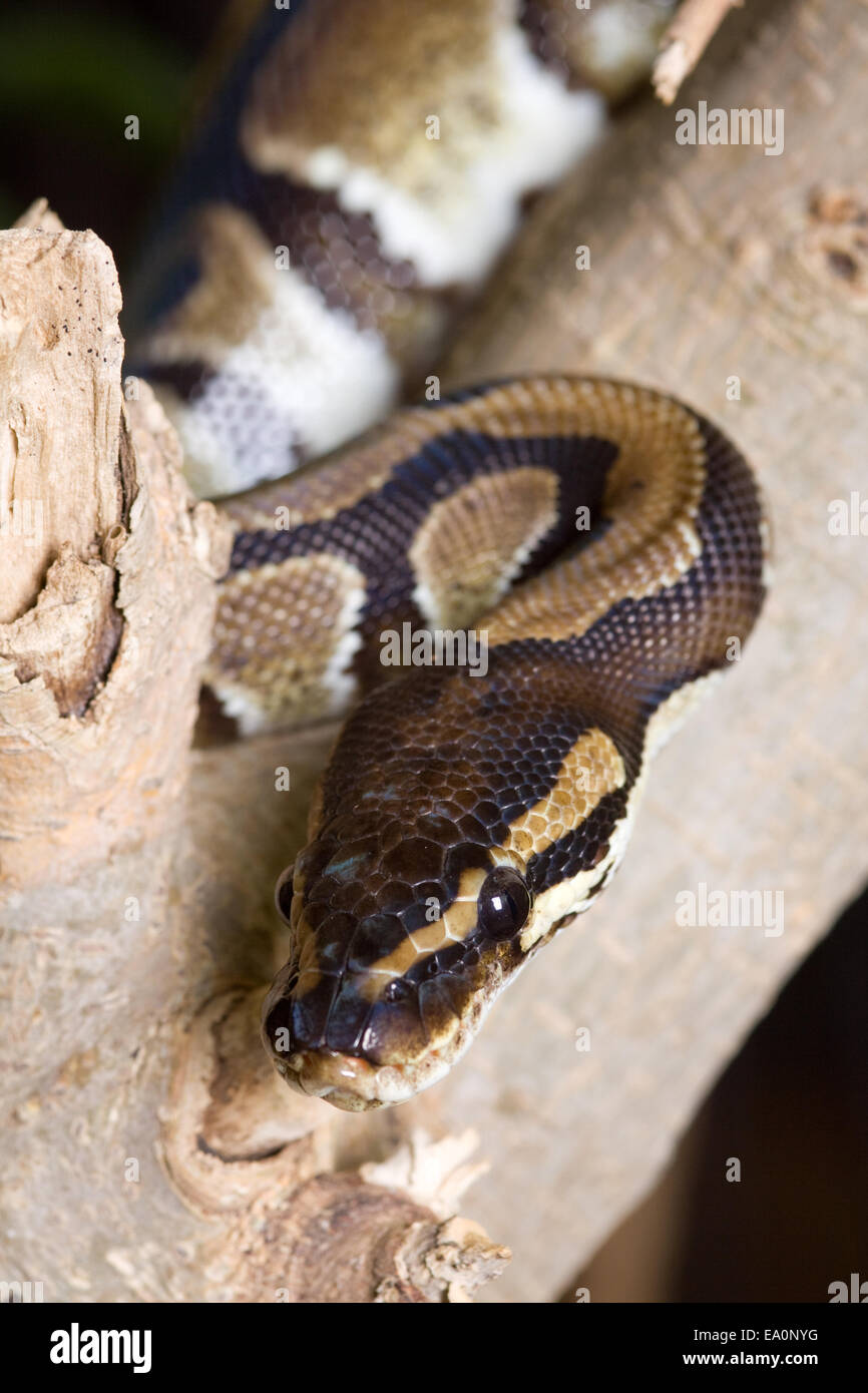 Python Kopf Form Struktur kopf schlange -Fotos und -Bildmaterial in hoher Auflösung – Alamy