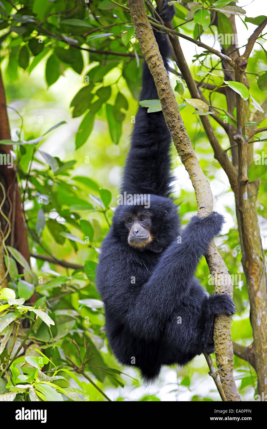 Siamang Gibbon Stockfoto