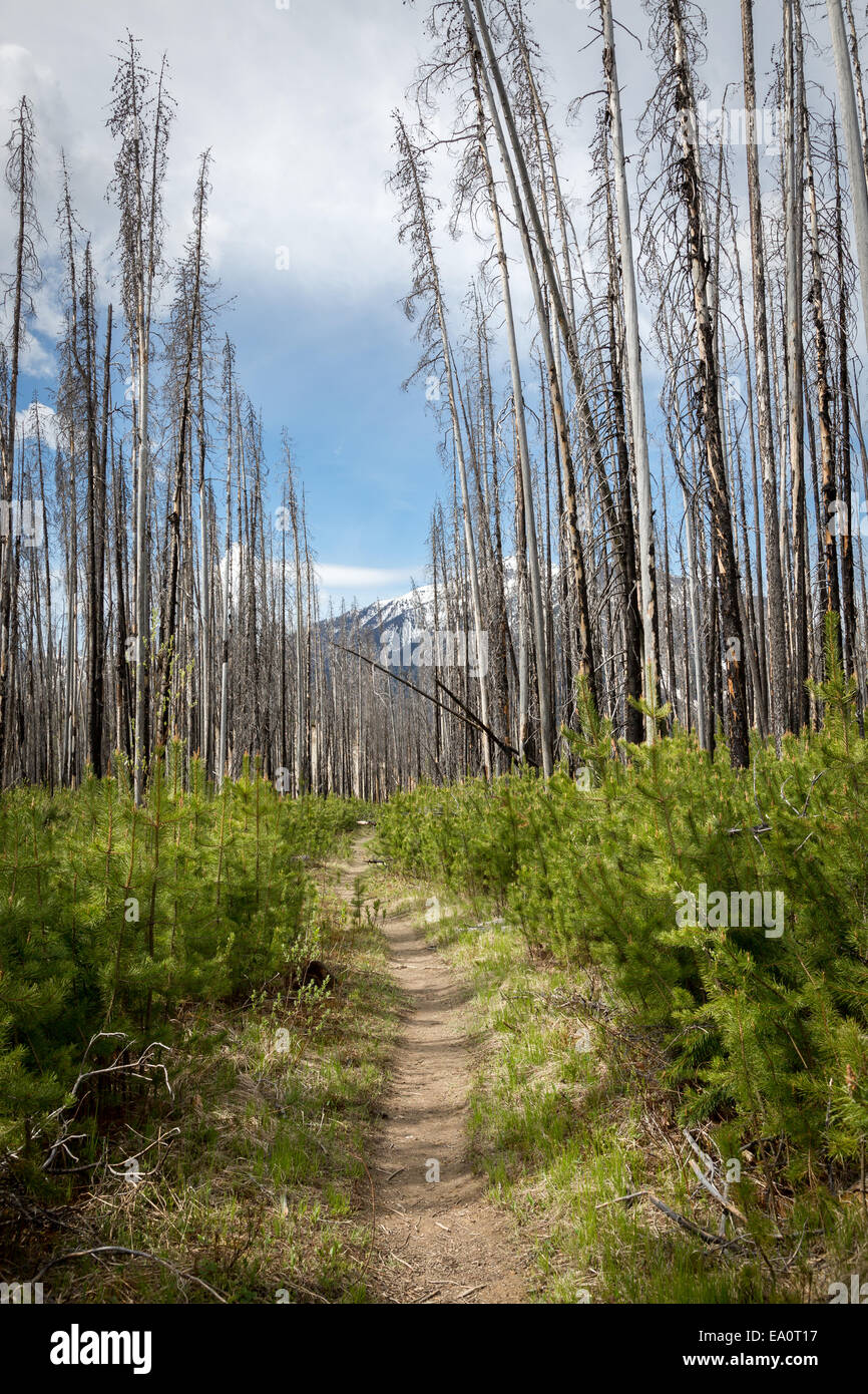 Kootenay National Park, Britisch-Kolumbien, Kanada, Nordamerika. Stockfoto