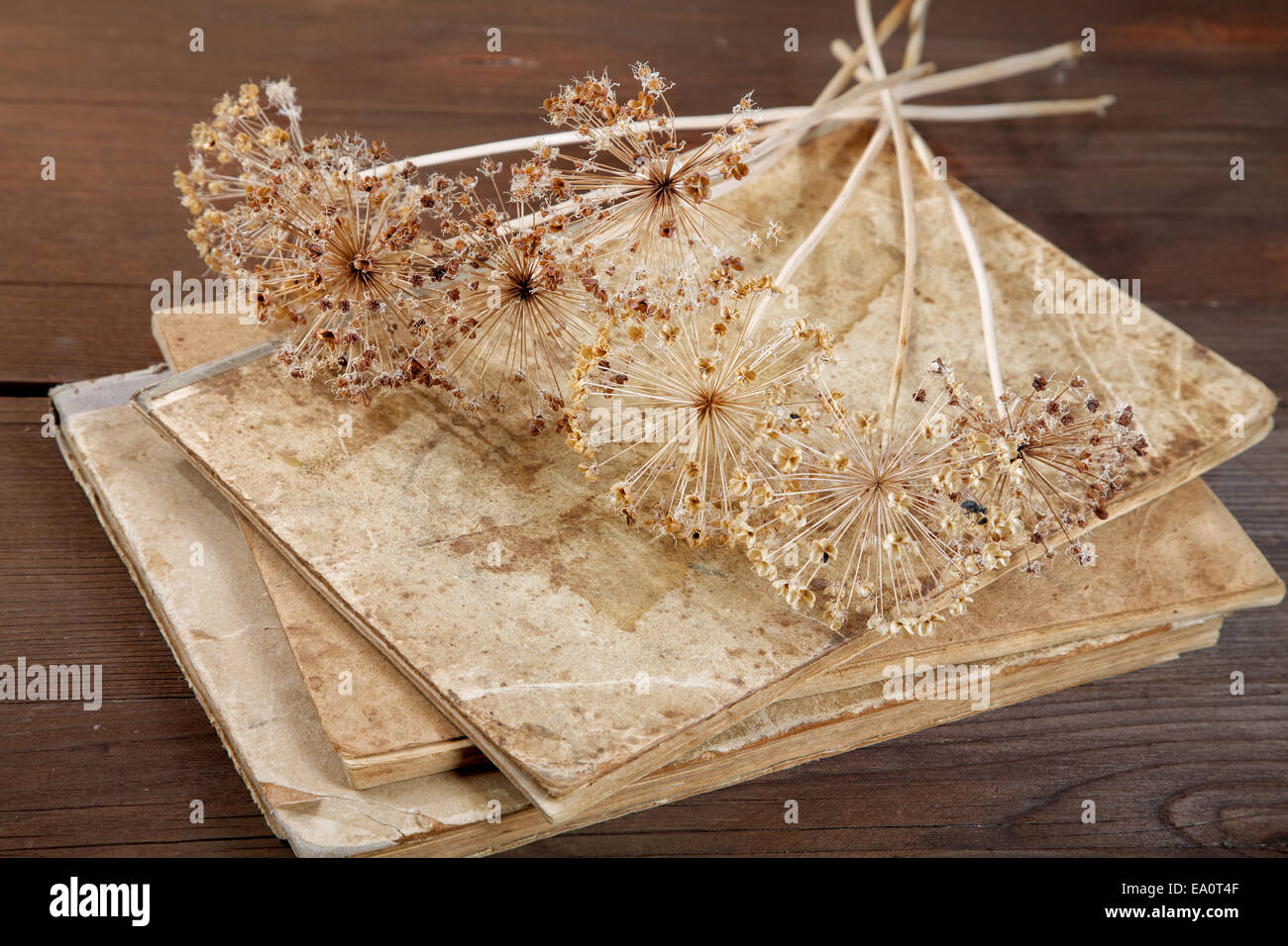Trockene Blütenstände auf alte Hefte Stockfoto