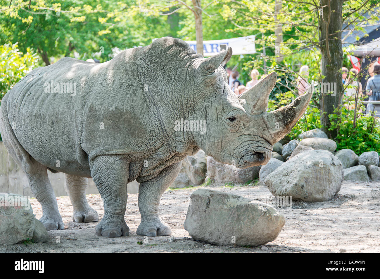 Nahaufnahme nashorn -Fotos und -Bildmaterial in hoher Auflösung – Alamy