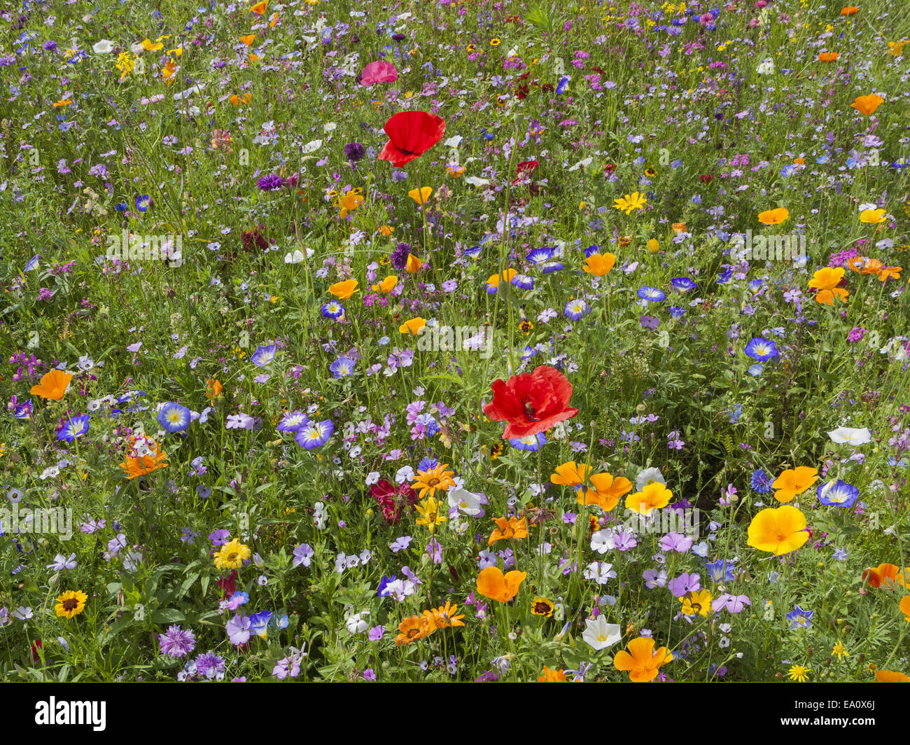 Blume eingereicht Stockfoto