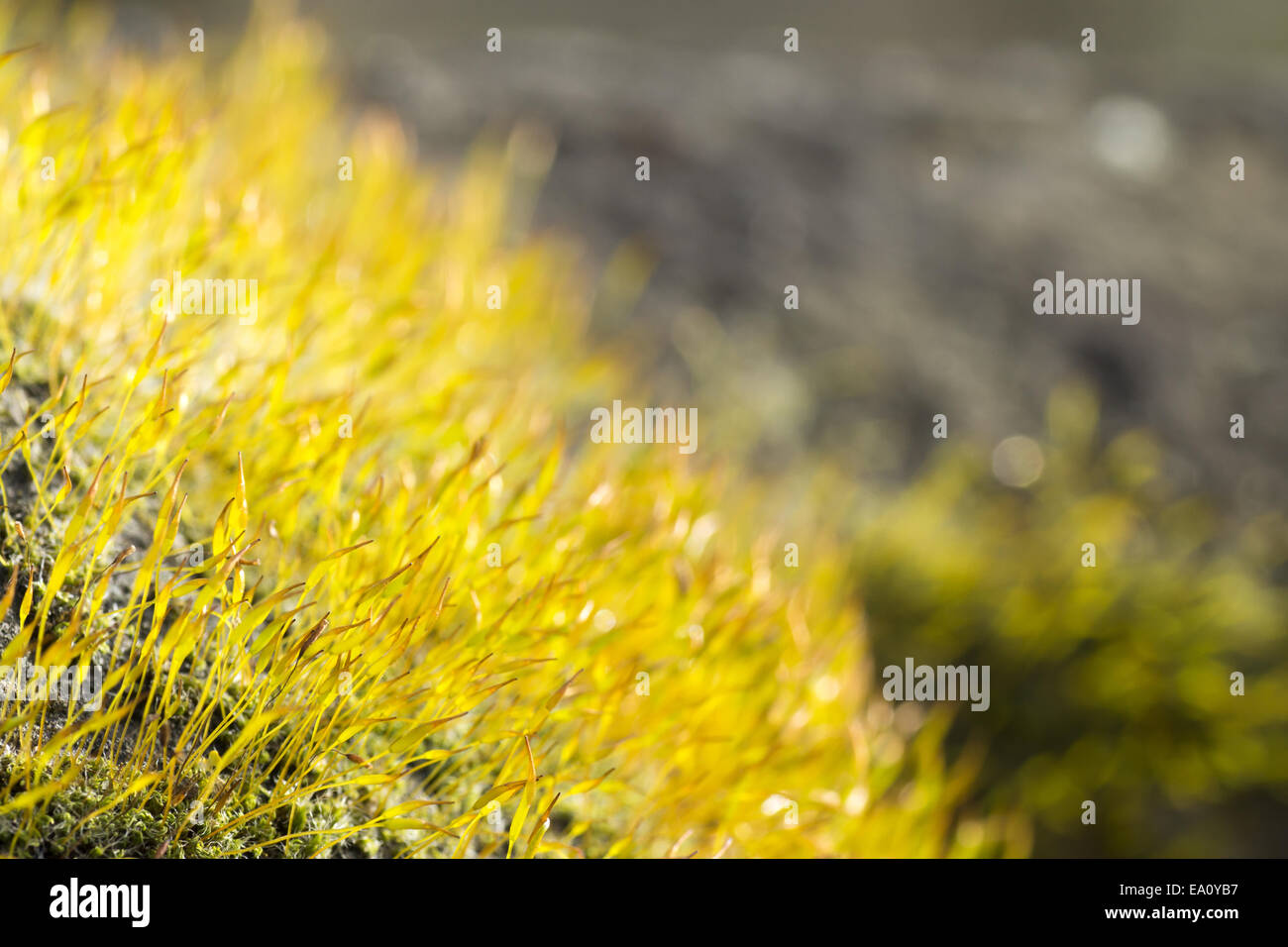 Moos (Tortula Muralis) Stockfoto