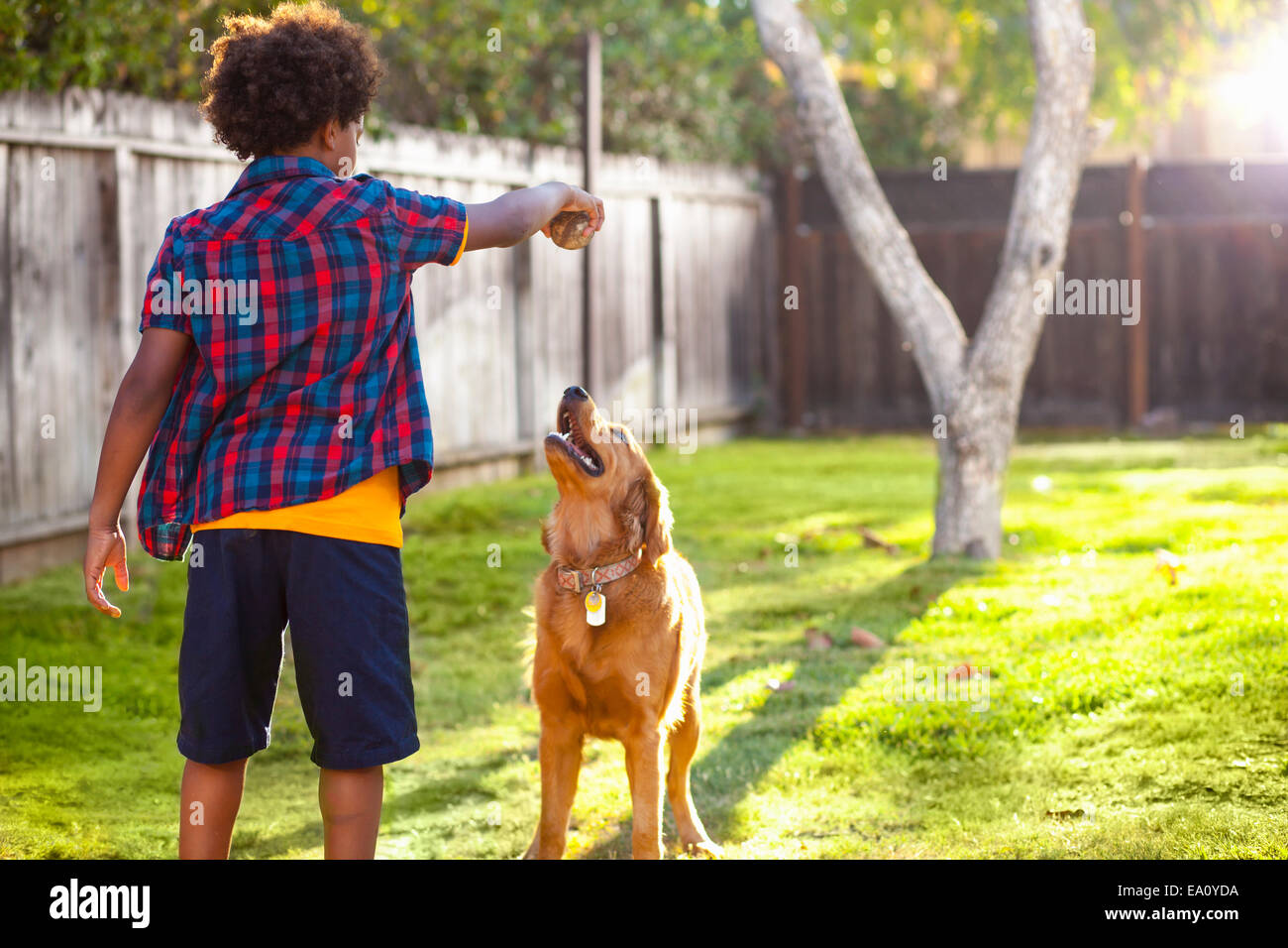 Junge hält Ball für seinen Hund im Garten Stockfoto