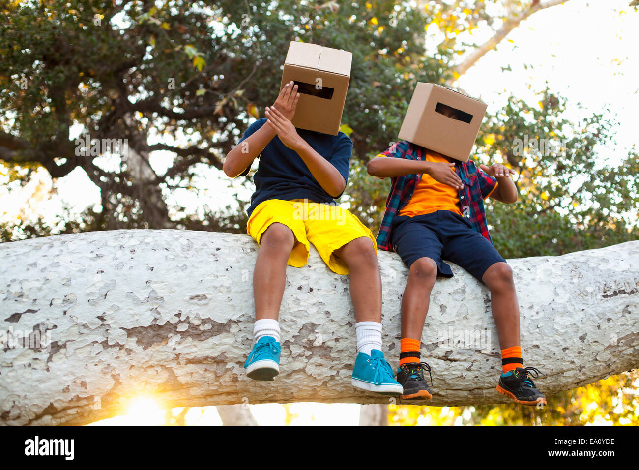 Zwei Brüder auf Park Ast sitzend mit Kartons auf Kopf Stockfoto