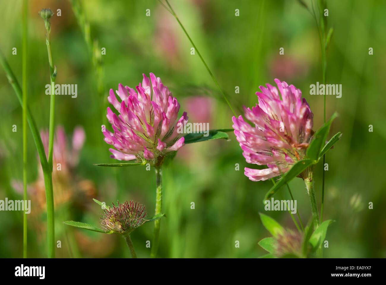 Essbare Wildkräuter Stockfoto