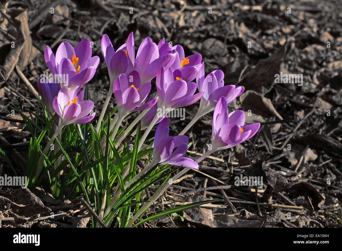 Violette Krokusse Stockfoto