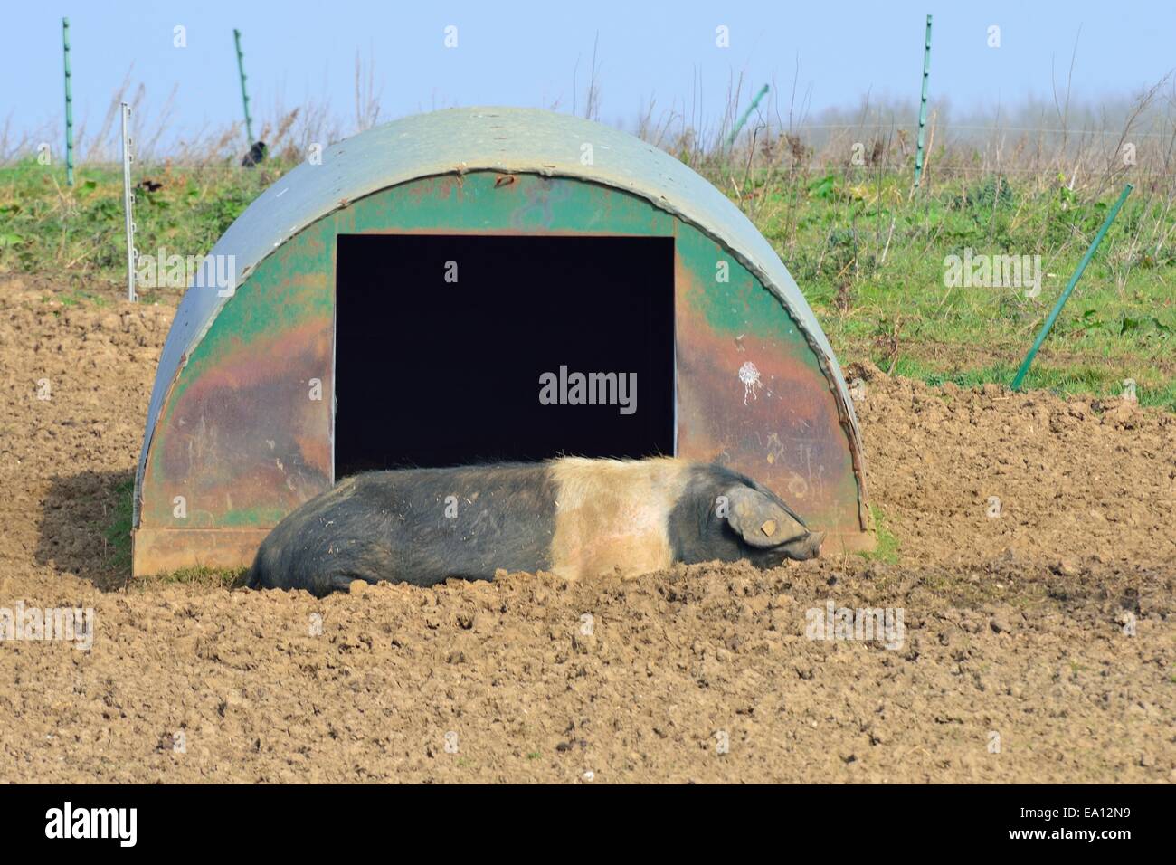 Freilandhaltung Schwein liegend Stockfoto