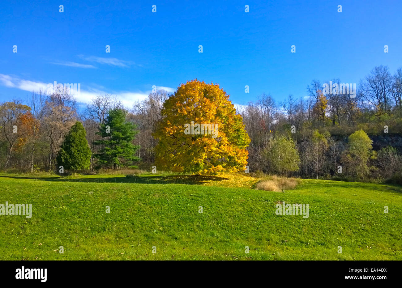 Goldener Baum im Herbst Stockfoto
