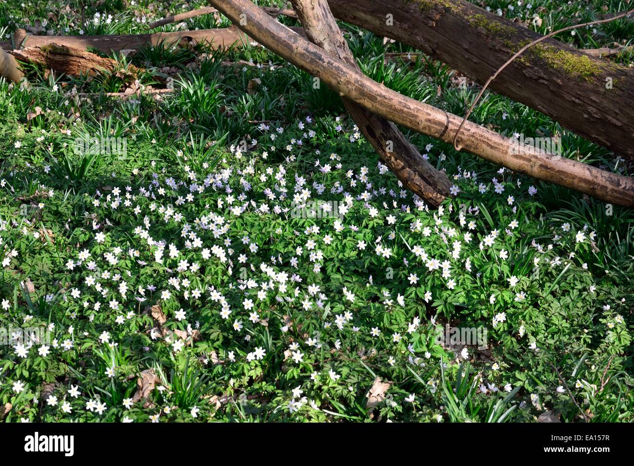 Teppich aus Anemonen im Wald Stockfoto