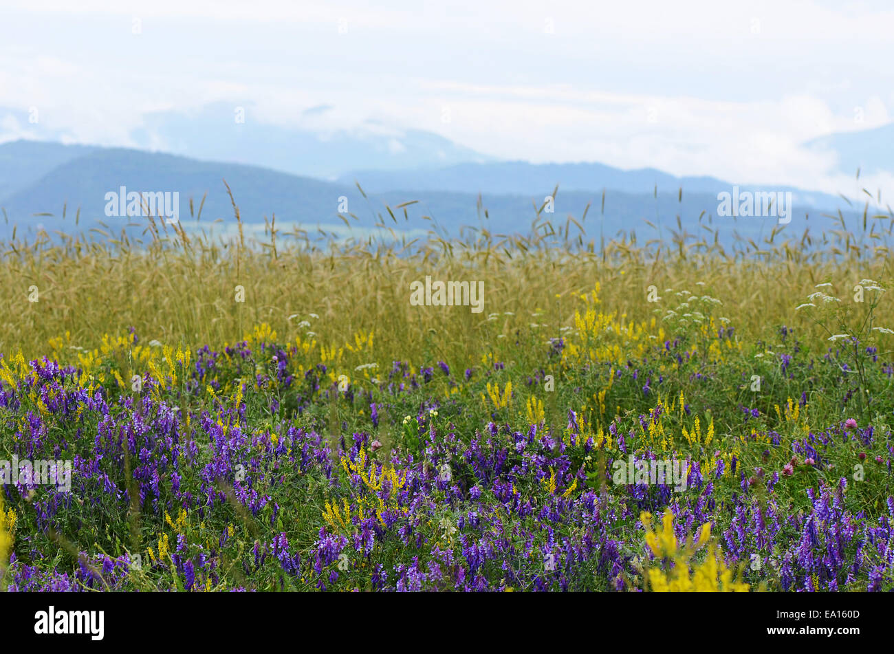 Bergfrühling in den Bergen von Armenien Stockfoto