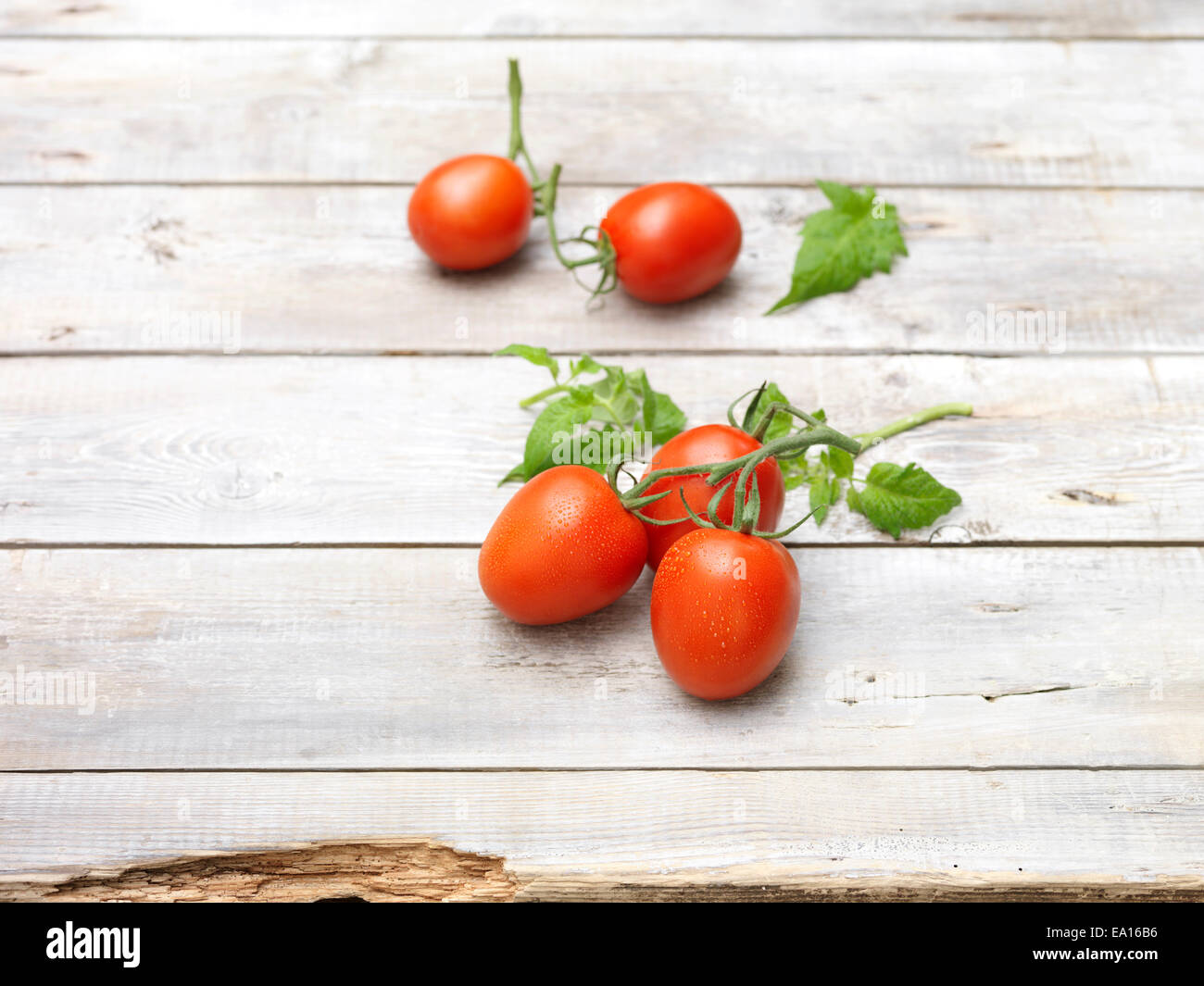 Rote saftige süße Strauchtomaten Stockfoto