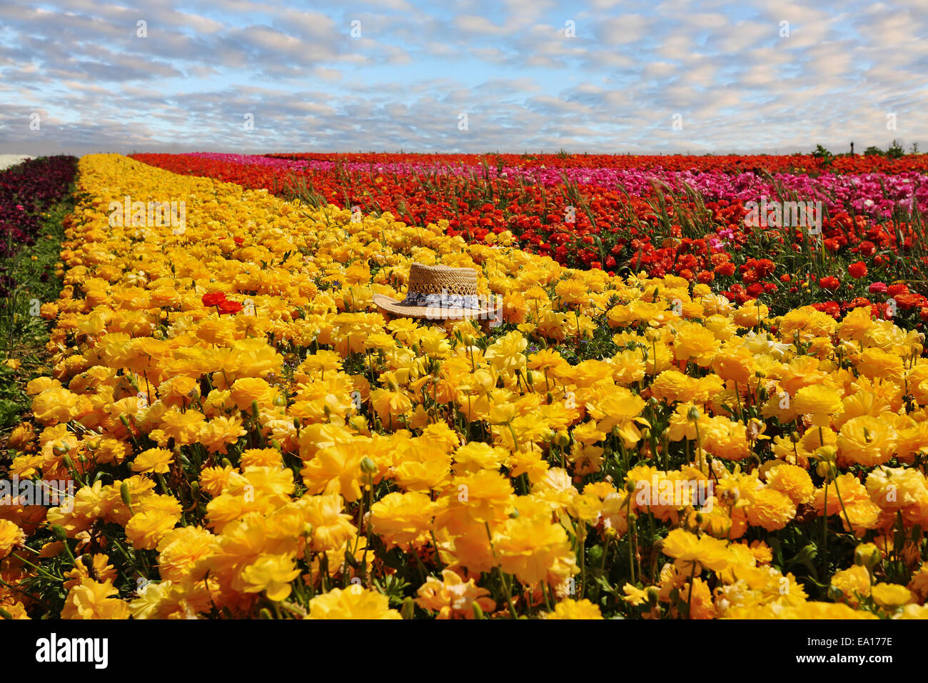 Modischen Strohhut links auf Blumen Stockfoto