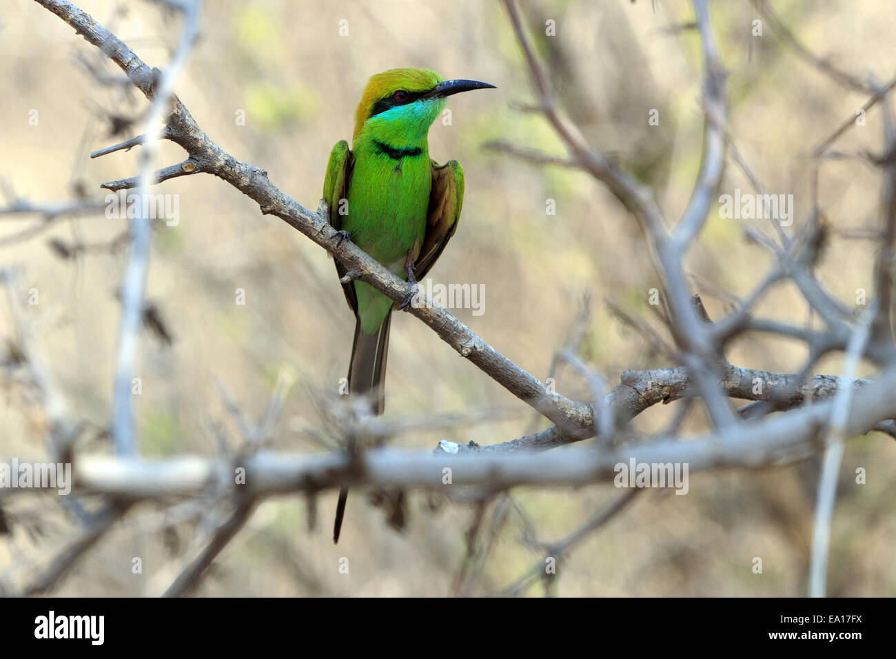 Kleine grüne Bienenfresser Stockfoto