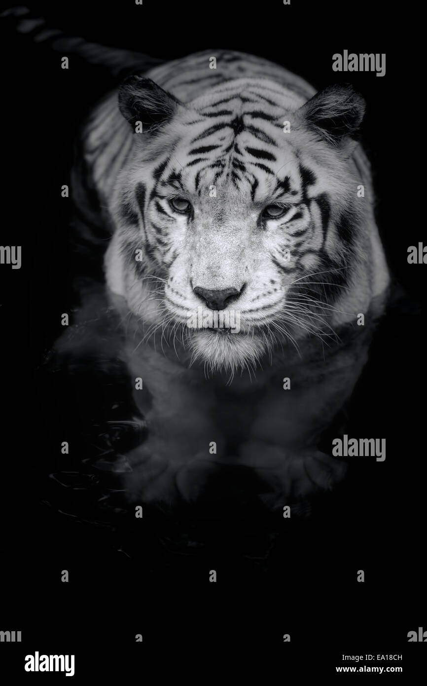 Weißer Tiger Stockfoto