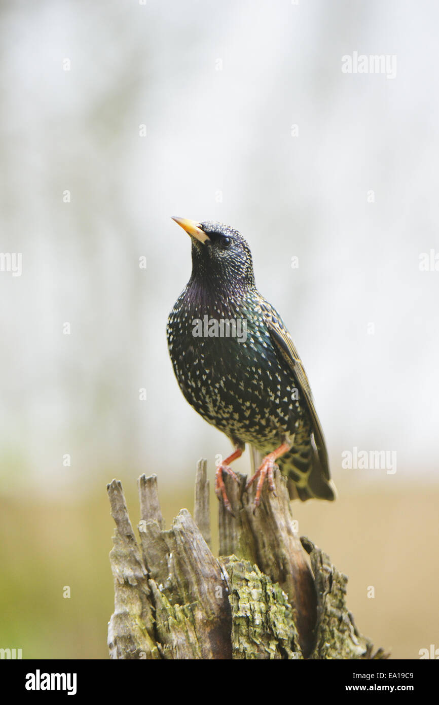 Gemeinsamen starling Stockfoto