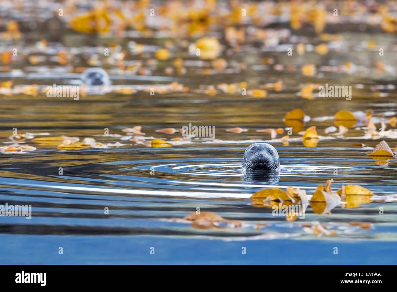 Seehunde (Phoca Vitulina) inmitten der Seetang nahe dem Ufer des Tongass National Forest, Southeast Alaska Abfüllung Stockfoto