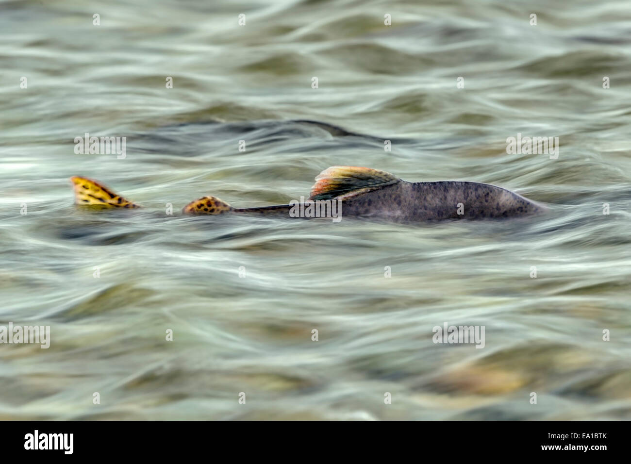 Pacific rosa Lachs (Oncorhynchus Gorbuscha) ihre Radix River in Alaska laichen stromaufwärts Stockfoto