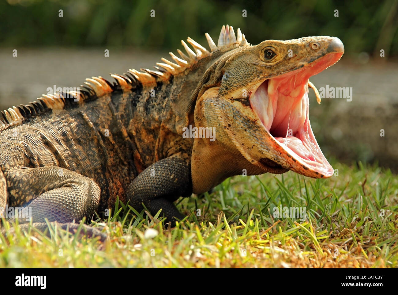 Schwarze Ctenosaur mit weit offenem Mund Stockfoto