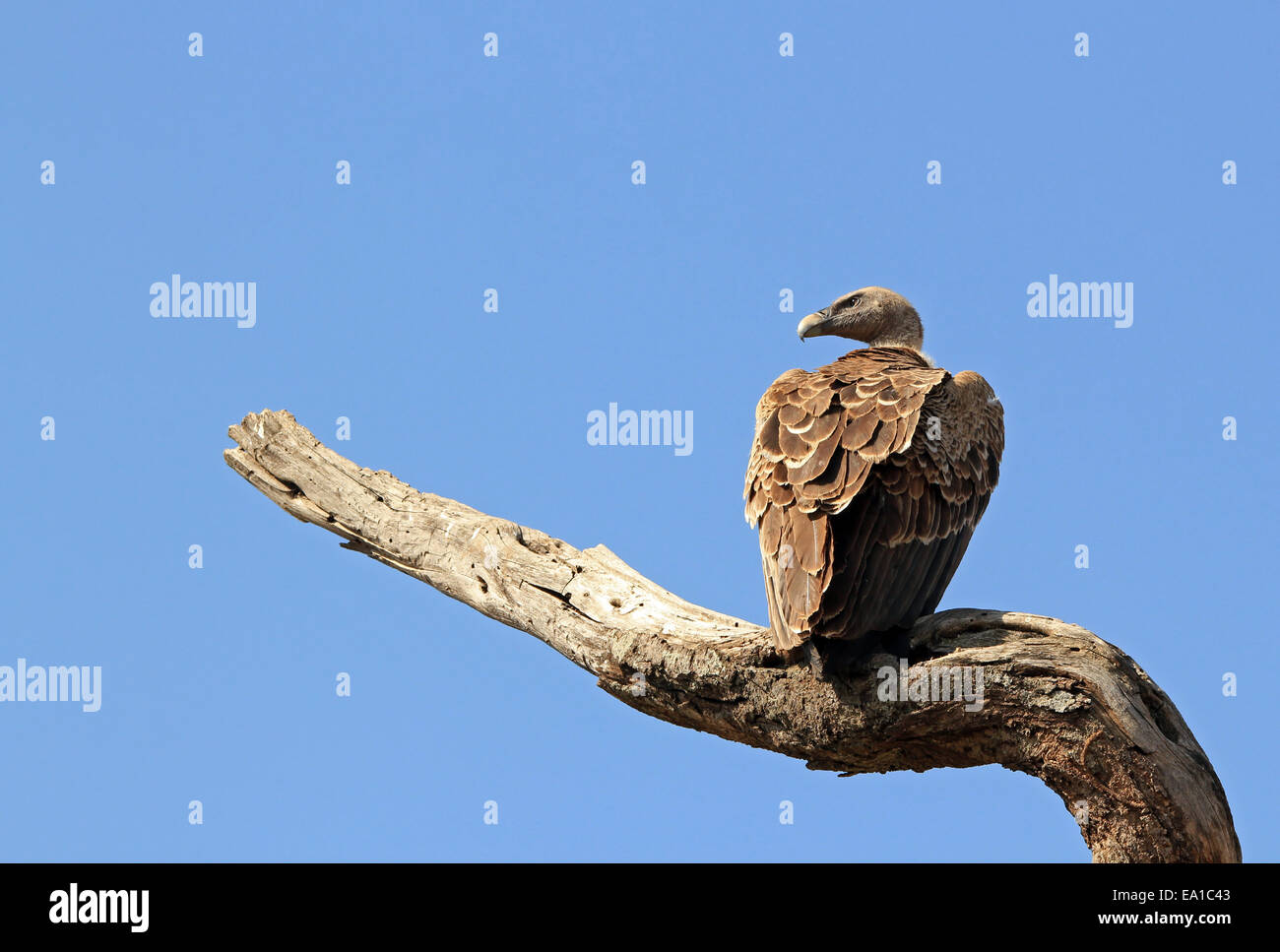 Afrikanische Weißrückenspecht Geier auf einem Ast Stockfoto