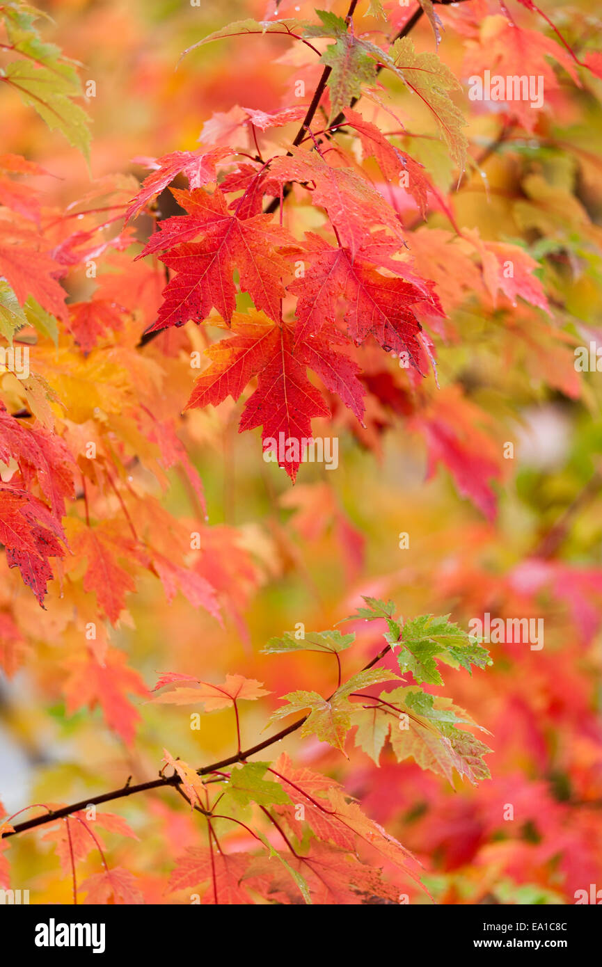 Herbst oder Herbst, Farben auf Spitz-Ahorn Blätter (Acer Platanoides) in Exeter, Devon, UK. Stockfoto