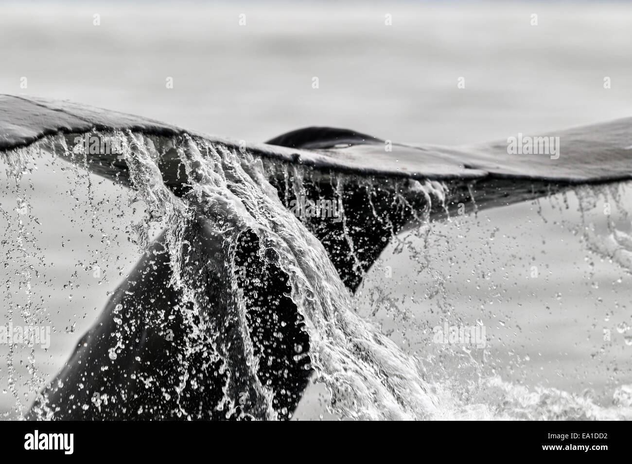 Ein Erwachsener Buckelwal (Impressionen Novaeangliae) wegzuwerfen in den Gewässern rund um die Küste von Alaska Stockfoto