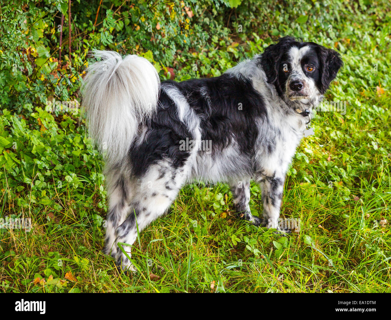 Ein schwarz / weiß Mischling Hund, mit einem alert Blick, vor dem  Hintergrund der Vegetation Stockfotografie - Alamy