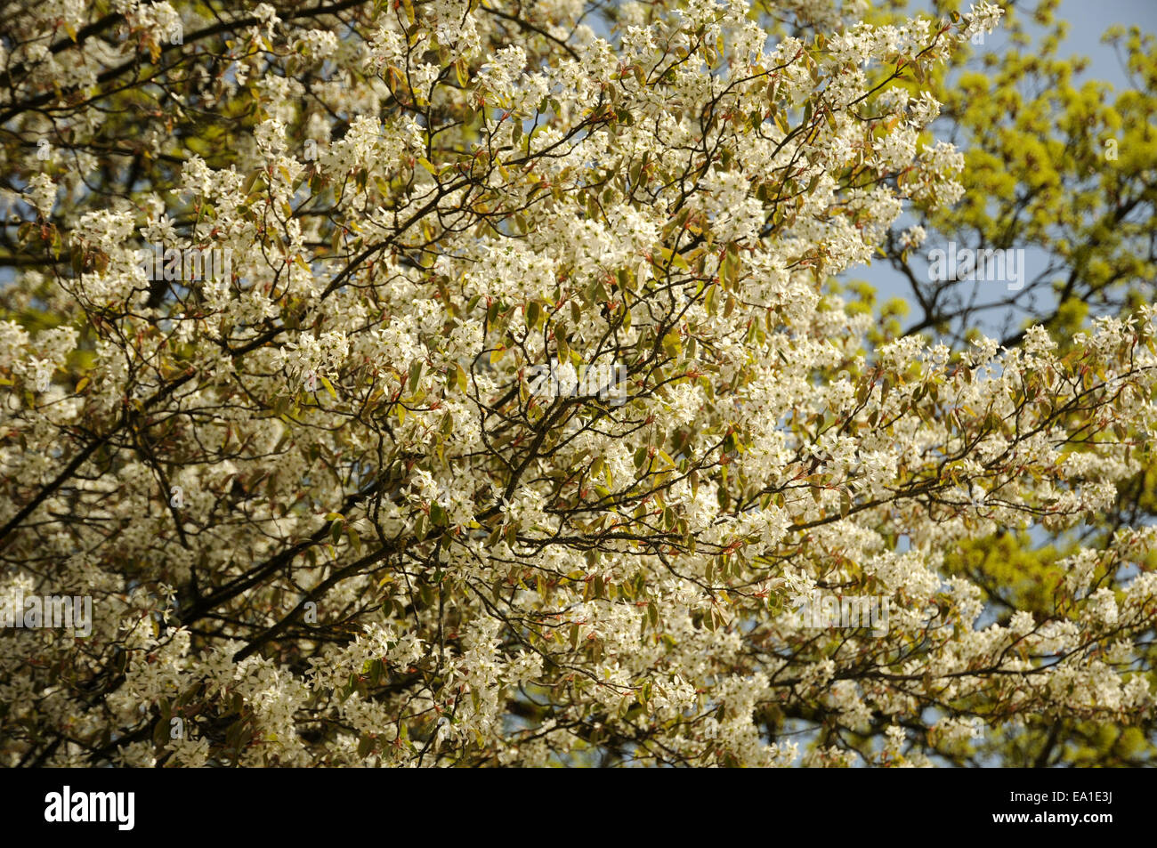 Shadbush Stockfoto