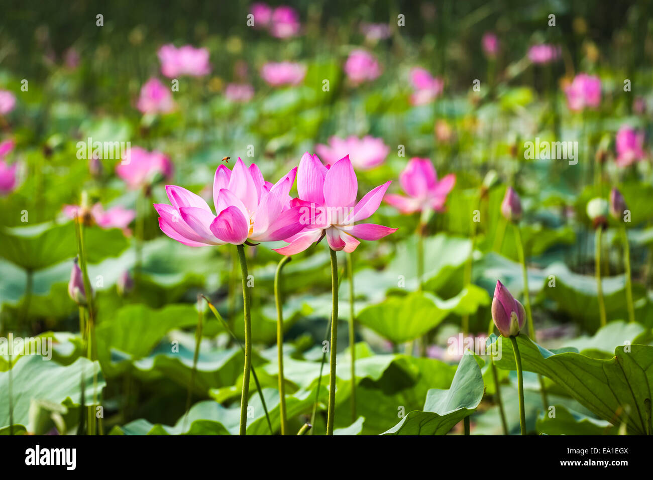Lotusblume blühen Stockfoto