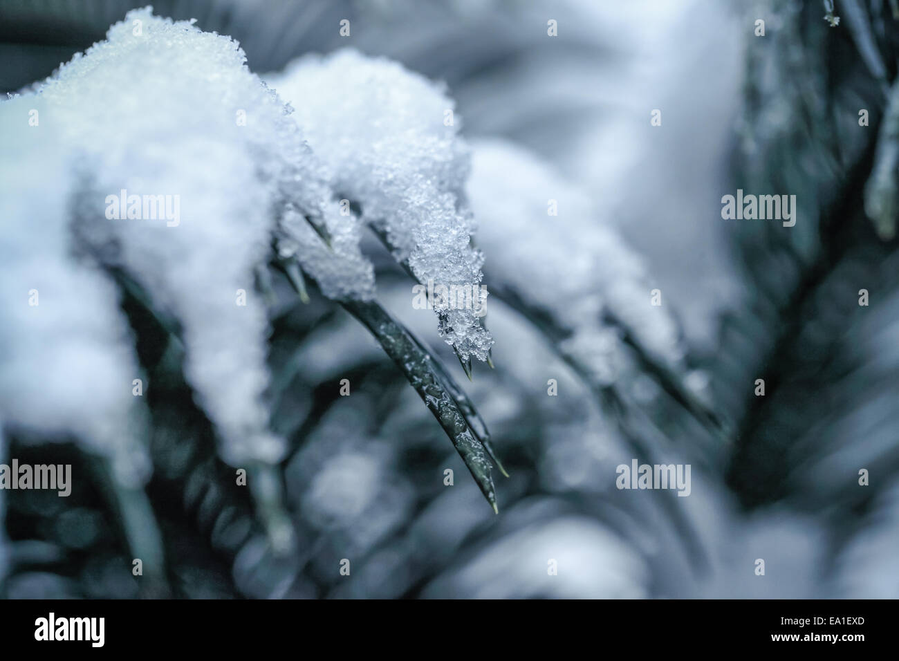 Schnee auf der Blätter Nahaufnahme Stockfoto