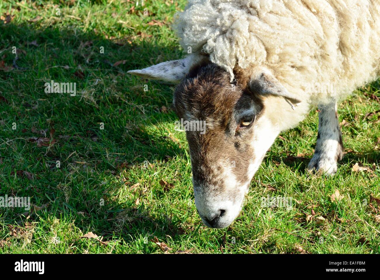 Schafe füttern auf Rasen Stockfoto