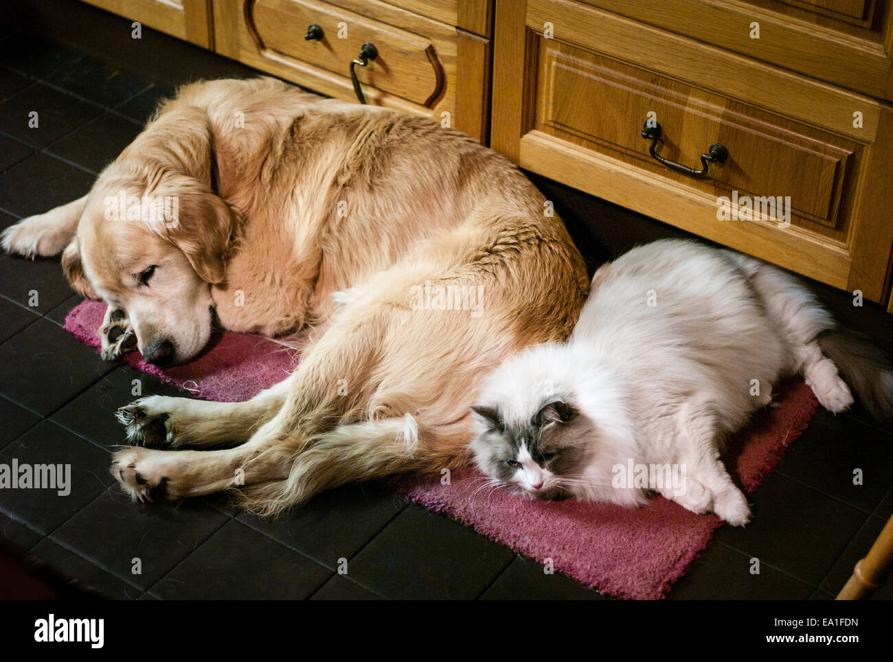 Hund und Katze teilen eine Matte im Innenbereich Stockfoto