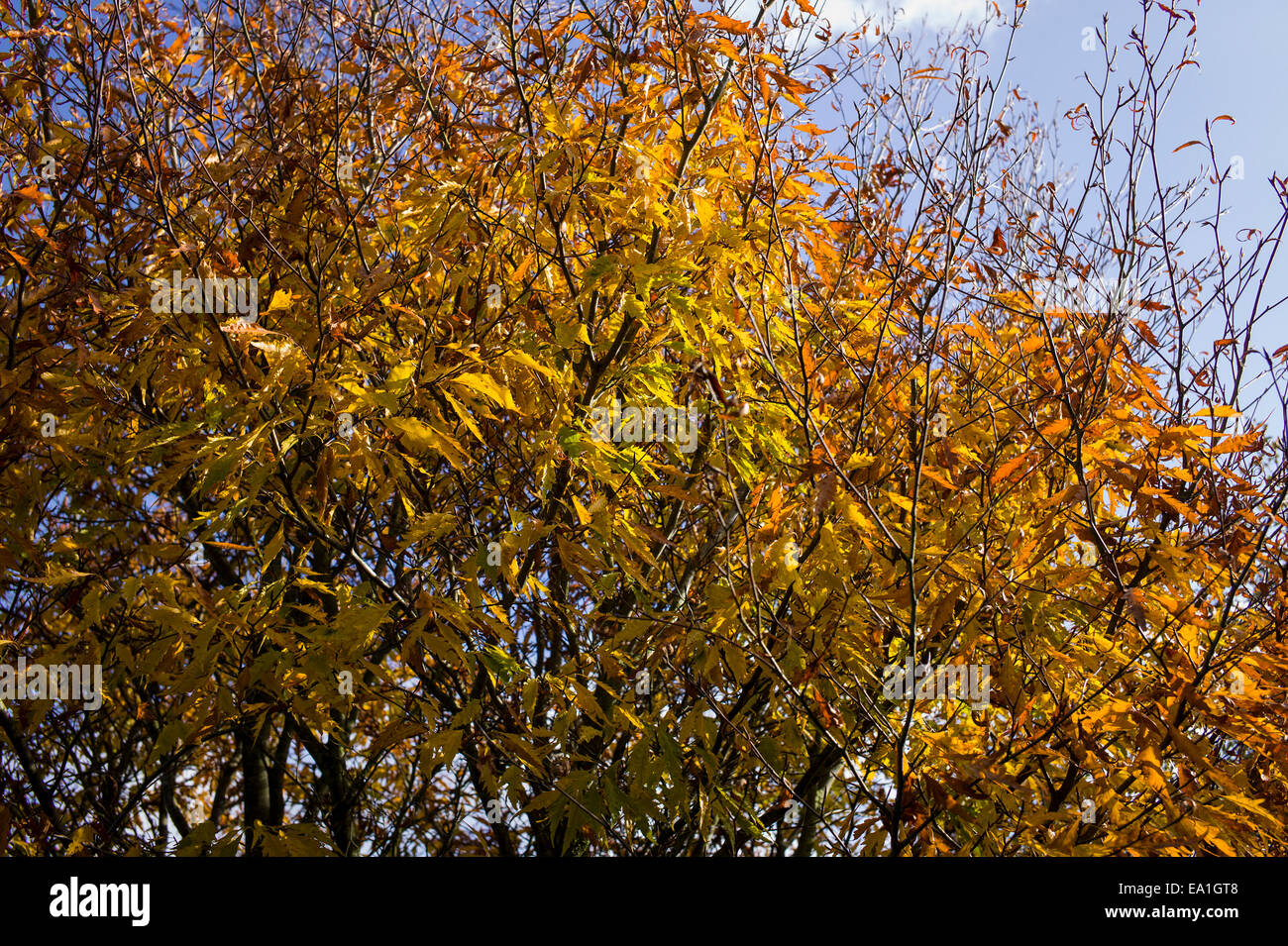 Fagus Sylvatica Asplenifolia Baum im November in Großbritannien Stockfoto