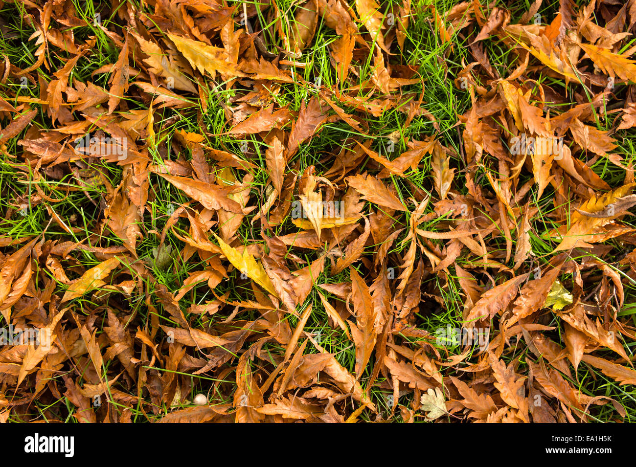 Teppich aus Buche Blätter unter Baum im November Stockfoto