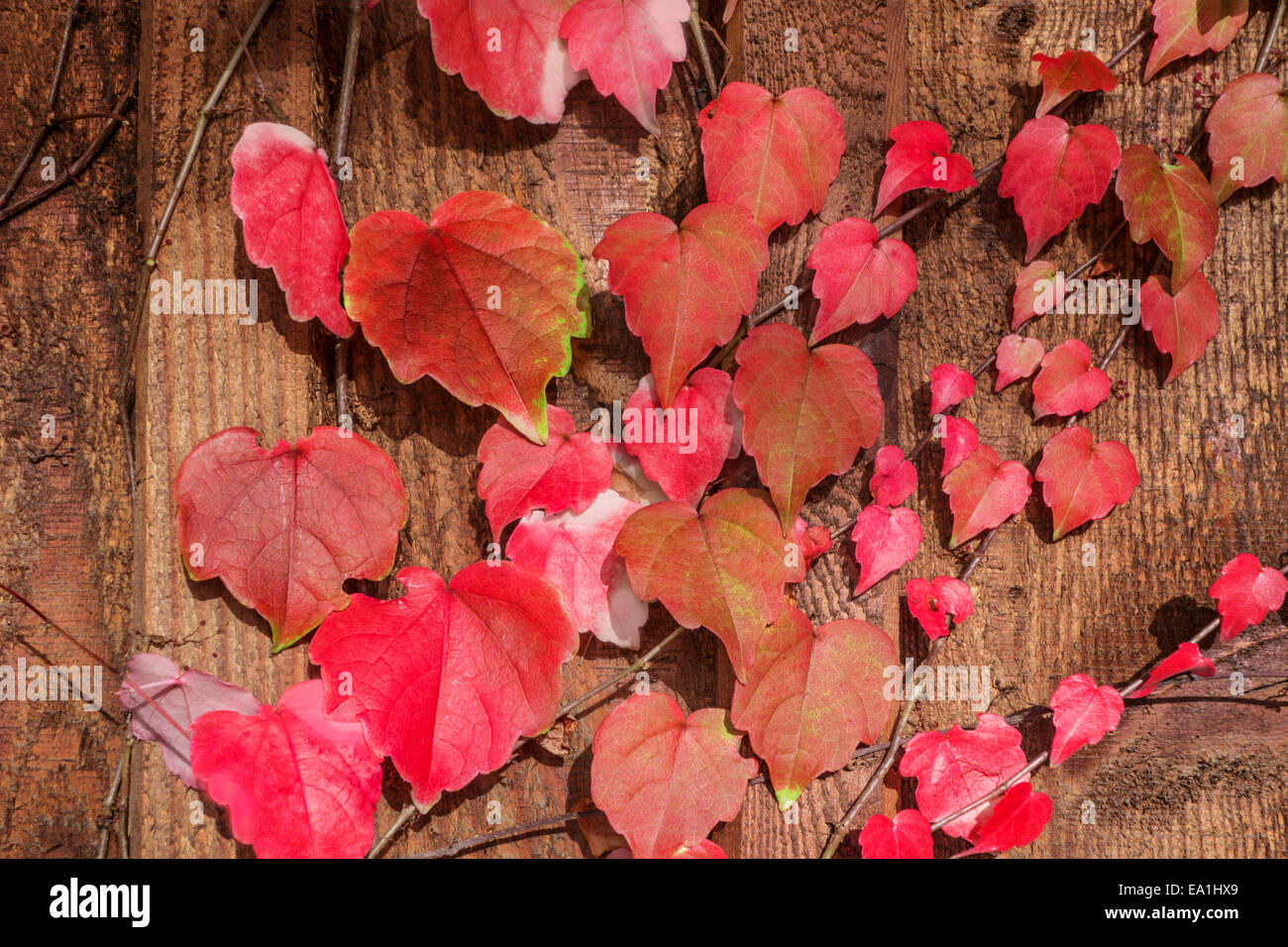 Schöne Herbstblätter Stockfoto